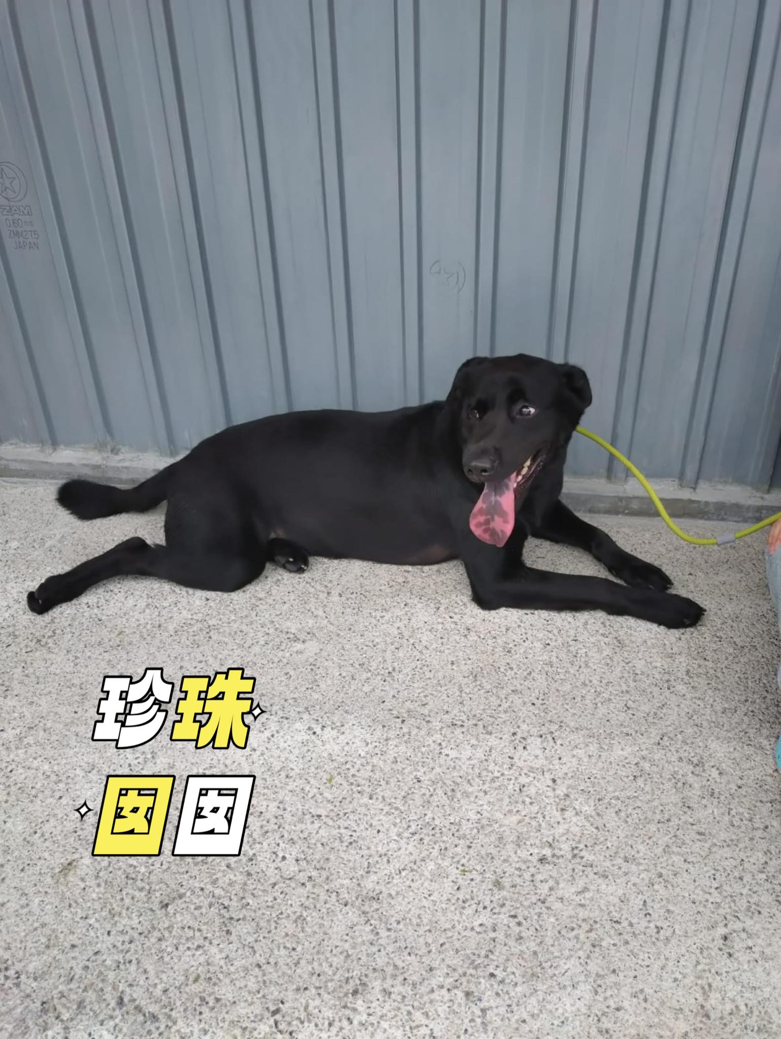 珍珠